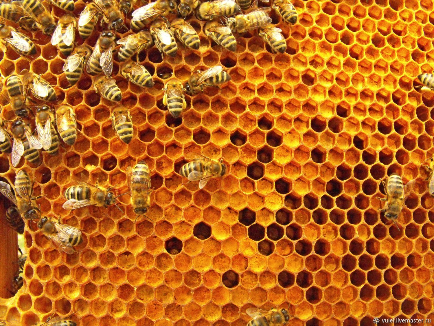 Купить Пергу Пчелиную В Аптеке Цена