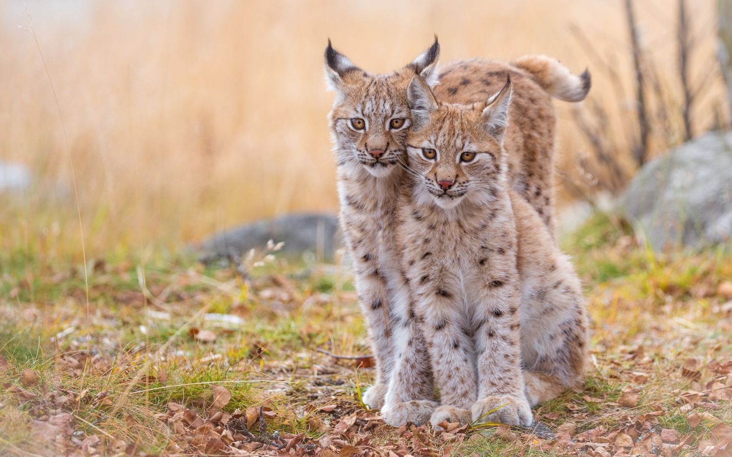 Lynx переводится с английского Рысь