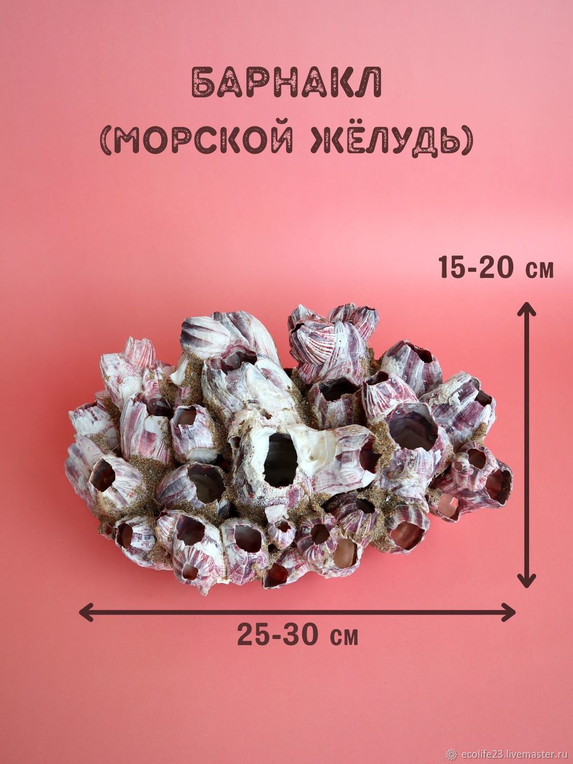 Натуральный коралл Барнакл, Балянус, Морской желудь, Морской тюльпан в  интернет-магазине на Ярмарке Мастеров | Ракушки, Анапа - доставка по  России. Товар продан.