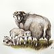 Семейка овечек. Акварель, Картины, Санкт-Петербург,  Фото №1