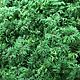 Stabilized fern moss (1 kg) from the manufacturer, Natural materials, Belgorod,  Фото №1