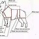 Одежда для собак, для таксы, чихуахуа,  кошек- Свитшот с наклейкой. Одежда для питомцев. Happy-Sphynx. Ярмарка Мастеров.  Фото №6