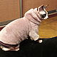 Clothes for cats ' Teddy Bear'. Pet clothes. Happy-sphynx. Online shopping on My Livemaster.  Фото №2