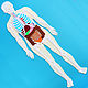 Анатомия человека - скелет и органы - полный набор - пособие из фетра, Мягкие игрушки, Омск,  Фото №1