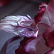Розы из шелка 'Александрия' цветы из ткани. Цветы. Евгения 'HAT TIME' шляпы и цветы. Ярмарка Мастеров.  Фото №4