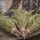 ARTYSH grass arcane rituals (Juniper), Grass, Abakan,  Фото №1