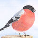 Painting interior birds bullfinch Painting as a gift Painting for children. Pictures. nataliya-grevtsova. My Livemaster. Фото №4