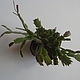  "Декабрист" (Шлюмбергера) большой. Комнатные растения. Izum-textil. Ярмарка Мастеров.  Фото №4