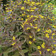 Вербейник Firecracker, многолетнее растение, саженец. Клумба. Шмелиный сад. Ярмарка Мастеров.  Фото №5