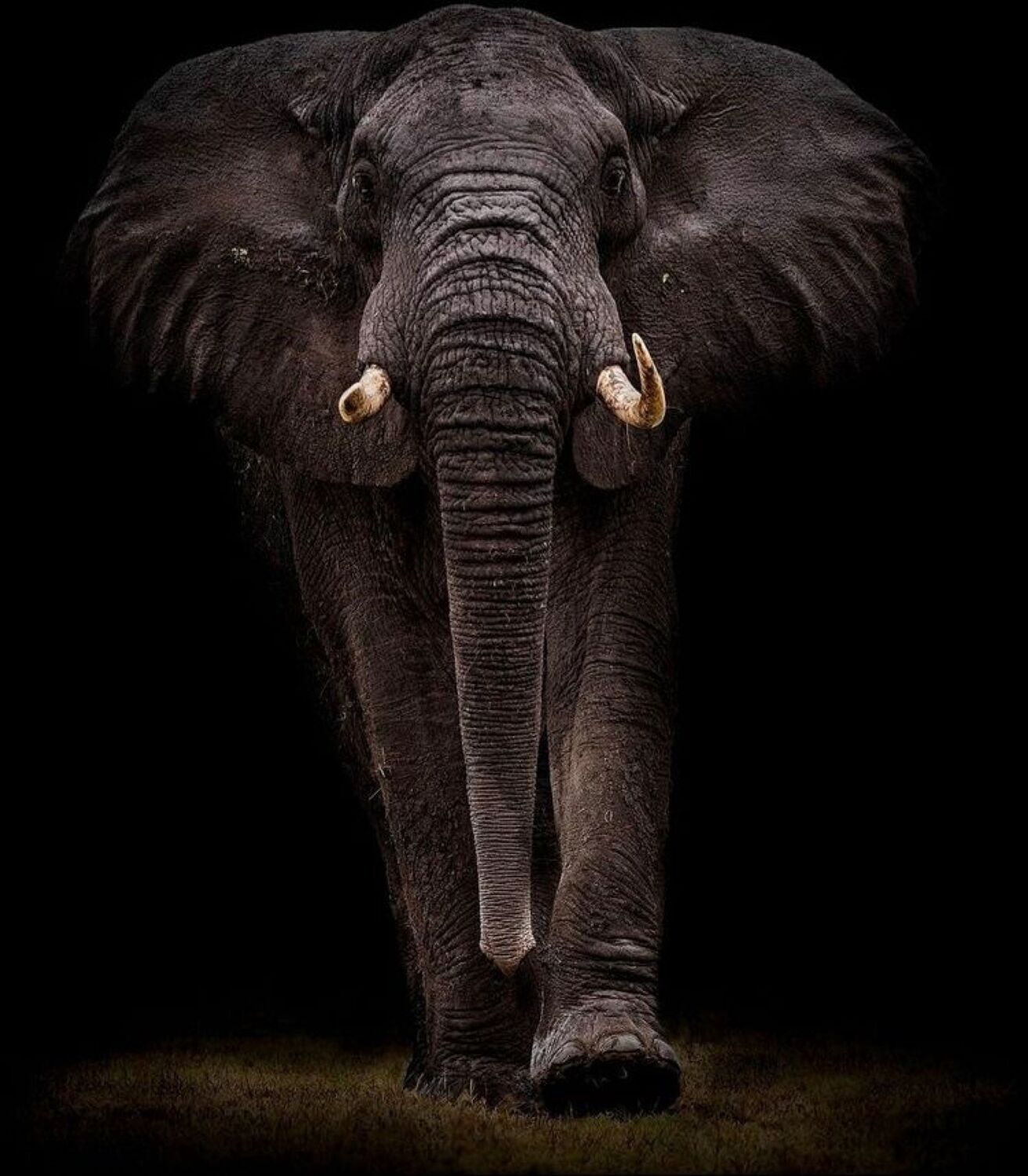 Черная слоновая. Слон фото. Африканский слон. Черный слон.