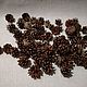 10 pieces pine Cones, Natural materials, Samara,  Фото №1