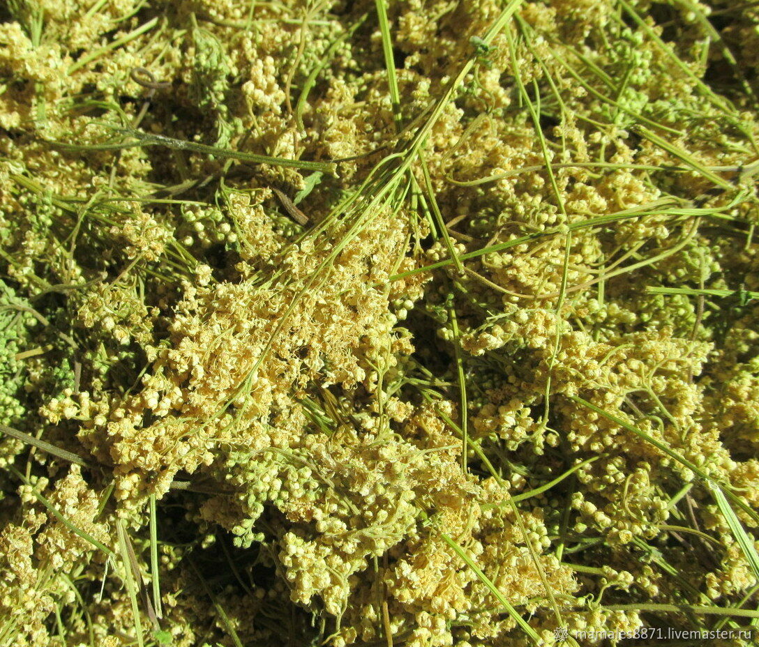 Таволга вязолистная, лабазник, цветы сушеные купить в интернет-магазине ...