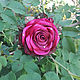  Роза, Резинка для волос, Лабинск,  Фото №1