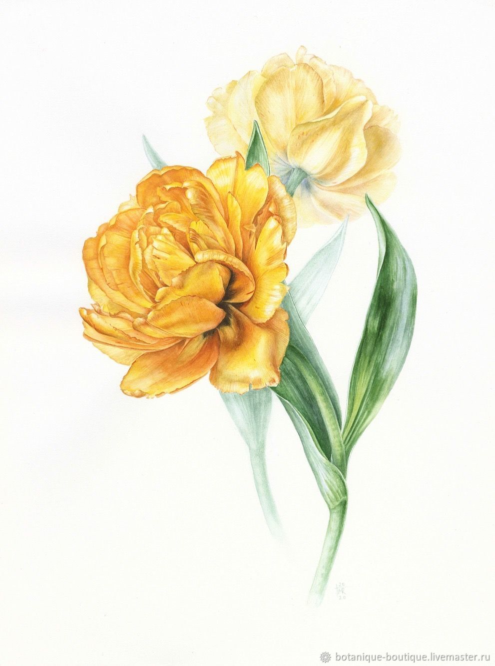 Ботаническая живопись желтые цветы
