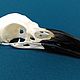 Череп Ворона Corvus corax, Ритуальная атрибутика, Тюмень,  Фото №1