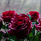 Цветы из холодного фарфора. Бордовые розы. Цветы. Natalia Jelonkina. Ярмарка Мастеров.  Фото №4