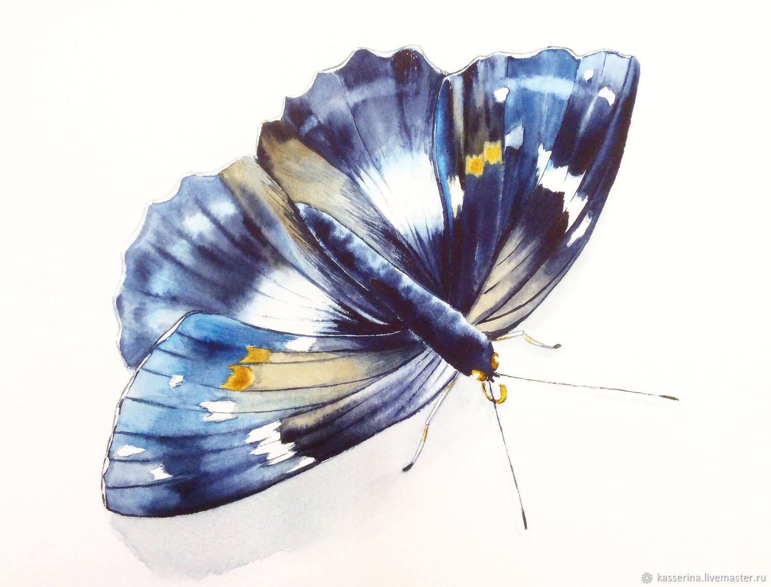 Крупная бабочка акварель