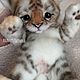 Tiger cub Sunshine. Stuffed Toys. KravetsTatyana. My Livemaster. Фото №5