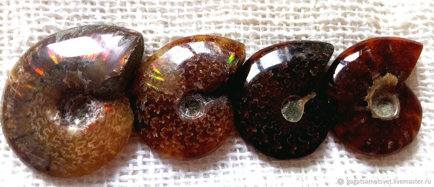 Аммониты ( древние моллюски)  Мадагаскар, Кабошоны, Санкт-Петербург,  Фото №1