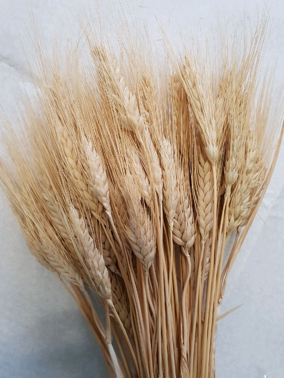 Искусственные колосья пшеницы