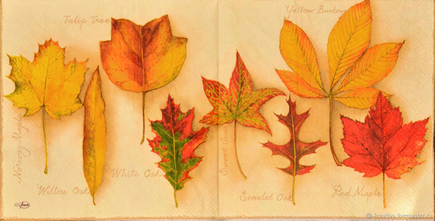 Кленовый лист гербарий
