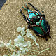 Brooch-pin: ' Goliath ' beetle, insect, modern. Brooches. House Of The Moon Dew. My Livemaster. Фото №6