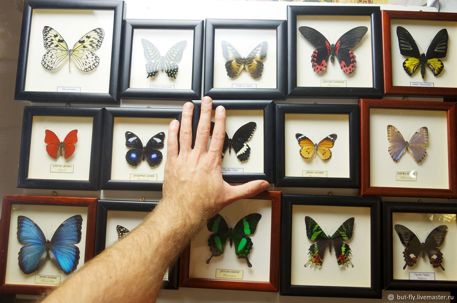 Коллекционер бабочек