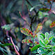 Watercolor forest, Fine art photographs, Moscow,  Фото №1