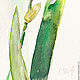 Watercolor. Watercolor miniature. Flowers. IRIS. Pictures. ArtShipilina. My Livemaster. Фото №4