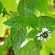 Peppermint essential oil, Oil, Moscow,  Фото №1