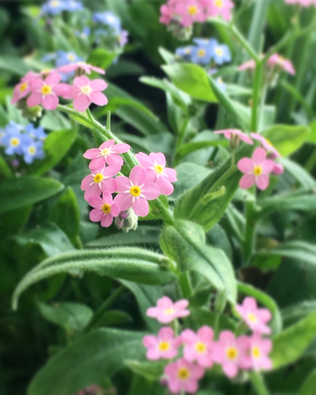 Оранжерея BotanicaModa