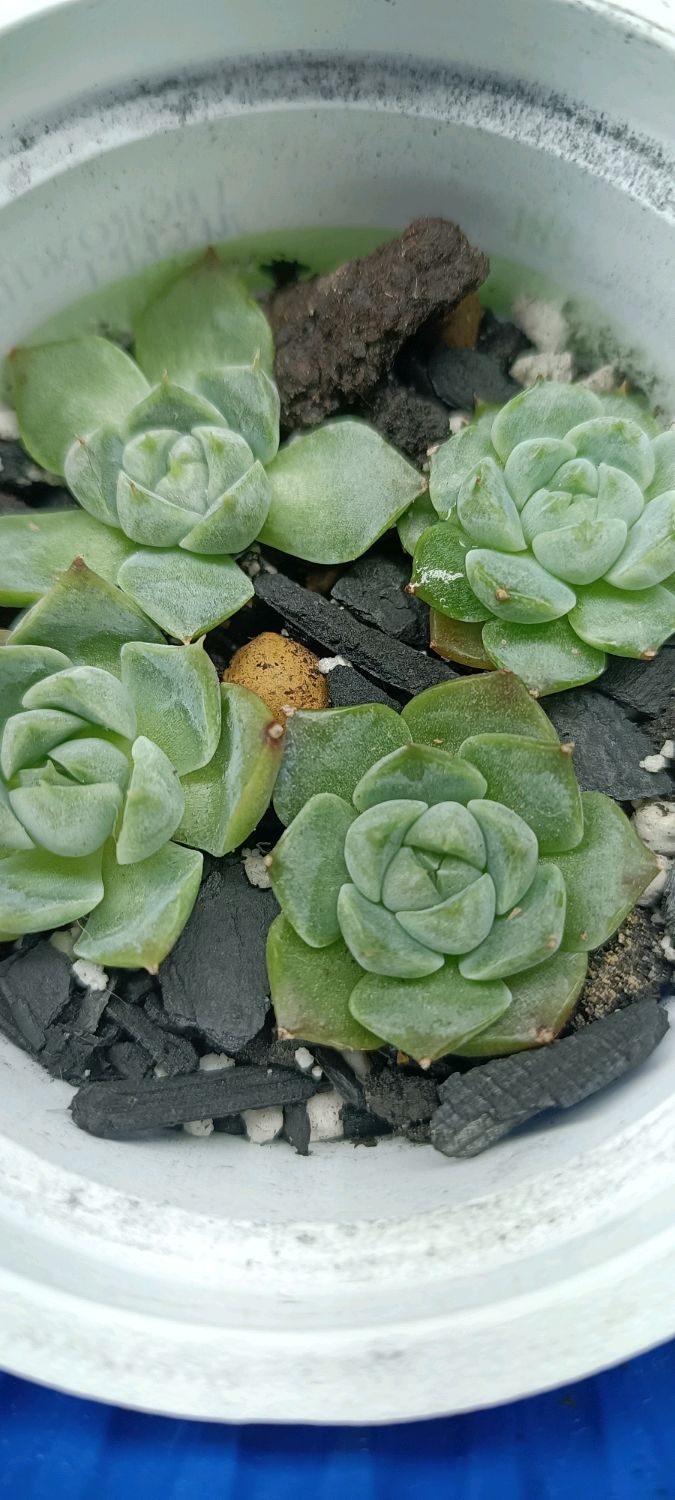 Echeveria Poseidon