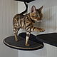 Shelf large ' Space', Ladders steps for animals, Pleasant,  Фото №1
