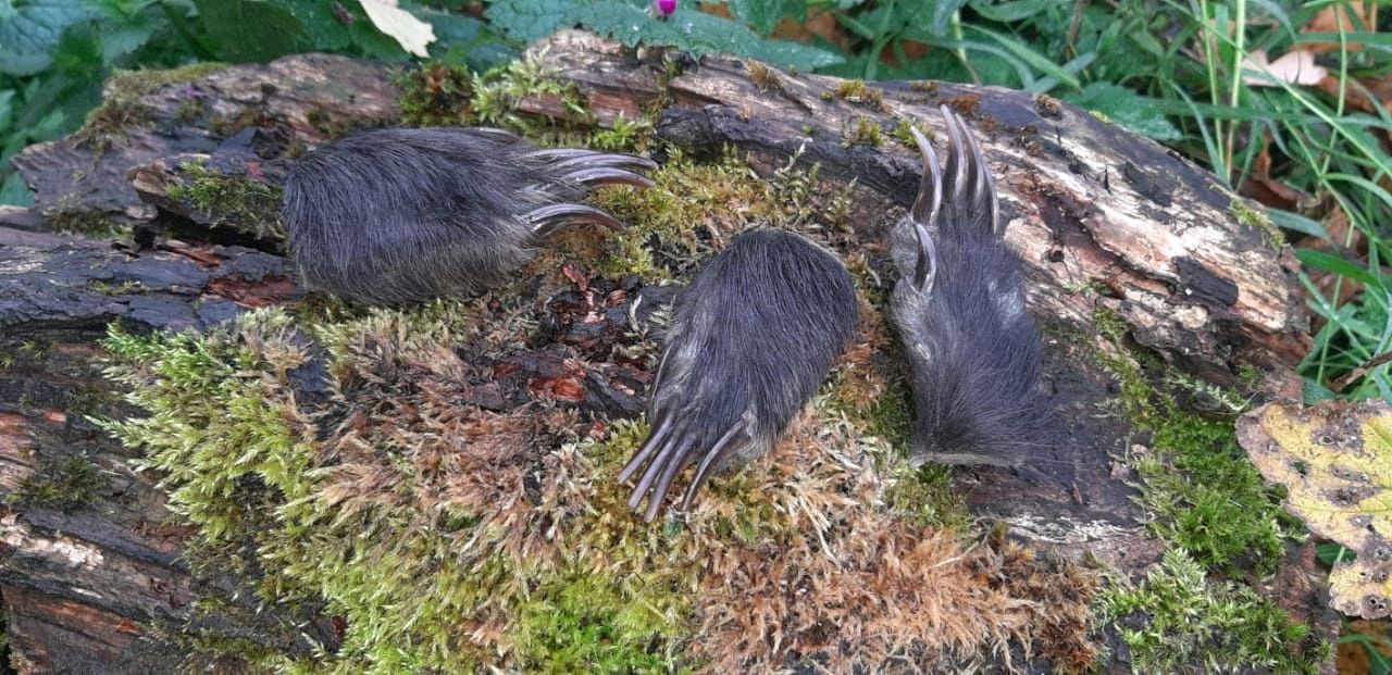 Когти барсука. Росомаха когти животного. Когти барсука. Барсук на руках. Когти барсука.