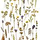 Набор мелких растений плоской сушки, Сухоцветы для творчества, Грайворон,  Фото №1