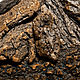 Кора Driftwood морская натуральная 500г, Природные материалы, Анапа,  Фото №1