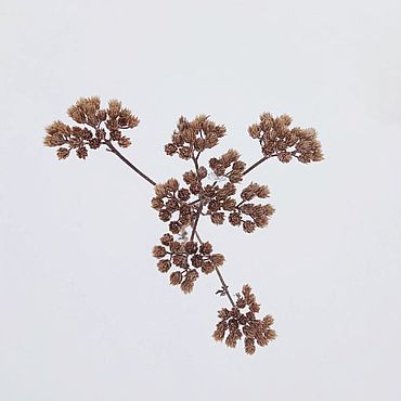 Материалы для творчества ручной работы. Ярмарка Мастеров - ручная работа Фоторабота "Зимняя травка". Handmade.