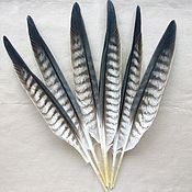 Перья серебряного фазана