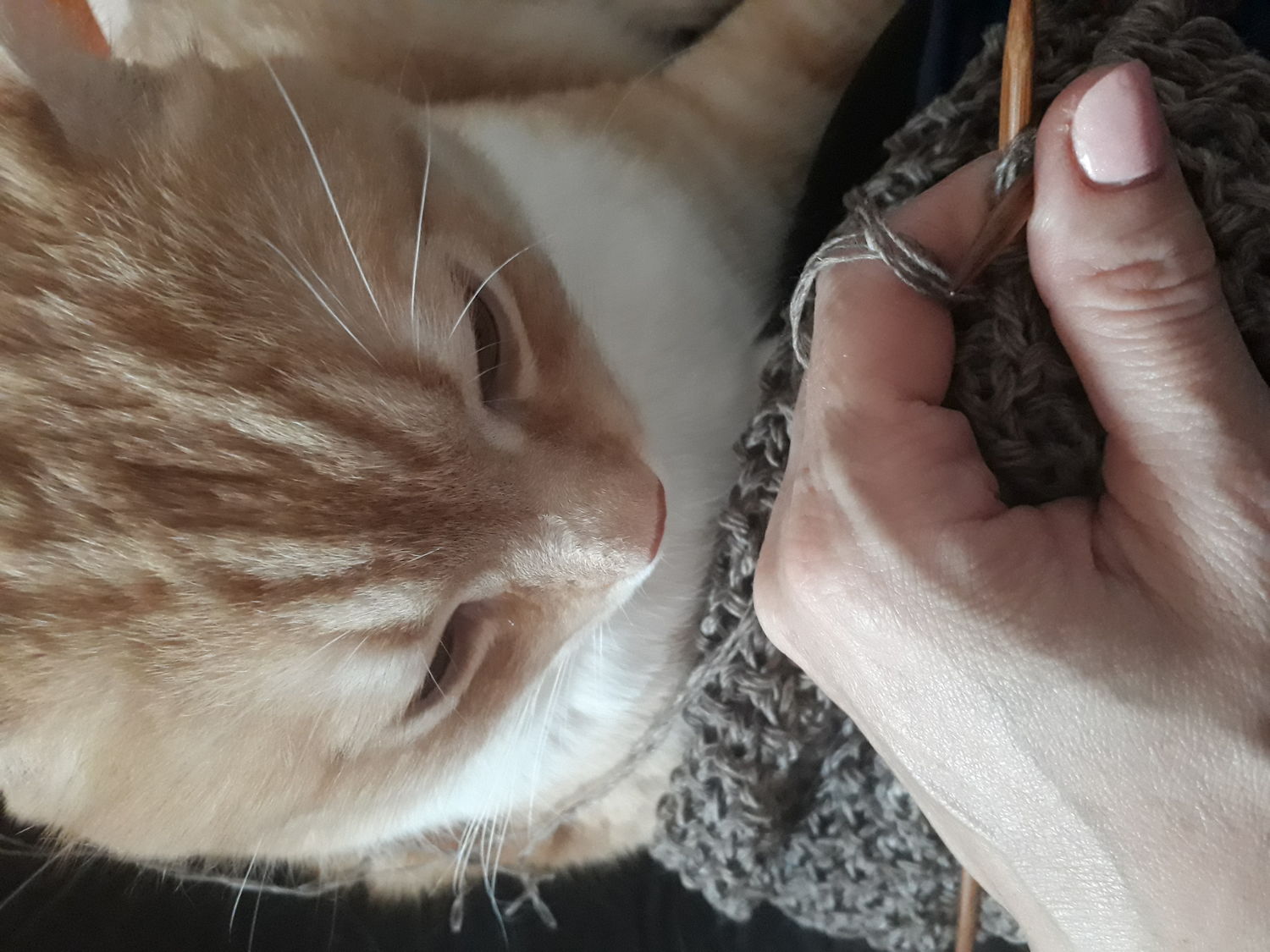 Мой КОТегоричный помощник 