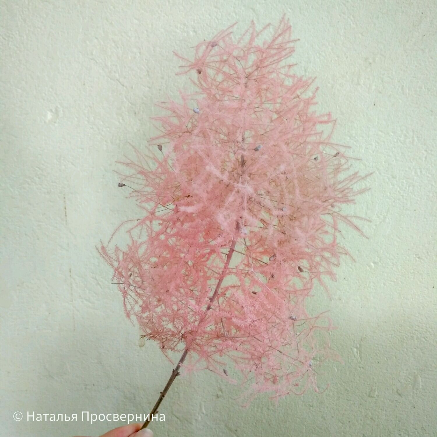 Скумпия сухоцвет для декора купить в интернет-магазине Ярмарка Мастеров ...