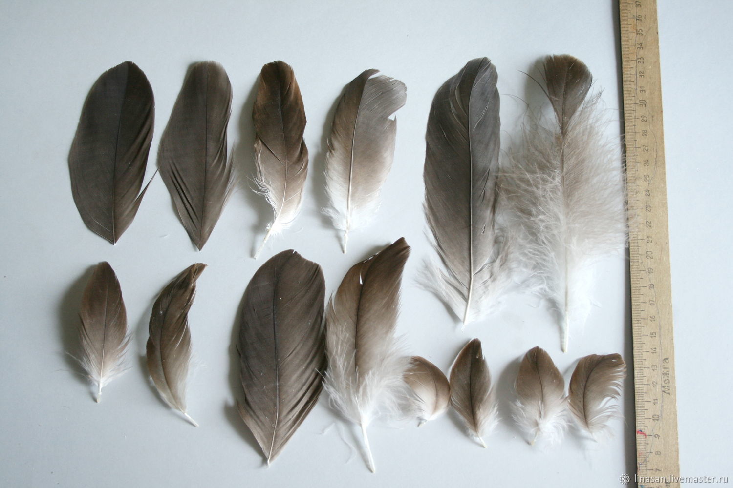 Как выглядят перья разных птиц фото и названия
