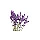 Lavender oily and combination 100ml (Aroma zone Lavande fine). Hydrolat. For inventions. Online shopping on My Livemaster.  Фото №2