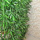  Бамбук искусственный Изгородь из бамбука, Деревья, Ростов-на-Дону,  Фото №1