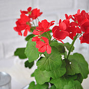 Герань, Композиции, Муслюмово,  Фото №1