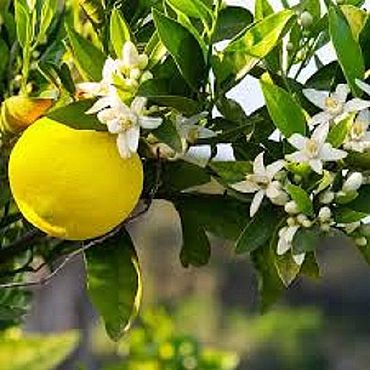 Материалы для творчества ручной работы. Ярмарка Мастеров - ручная работа Yuzu Blossom (Цветок Юзу) CandleScience. Handmade.