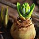 Brooch-bulb 'Hyacinth'. Pendants. Secret Jar. Online shopping on My Livemaster.  Фото №2