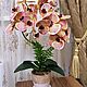 Орхидея фоленопсис, Комнатные растения, Балашиха,  Фото №1