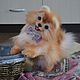 Stuffed toys: Pomeranian. Stuffed Toys. Felt toys (rushanatim). Online shopping on My Livemaster.  Фото №2