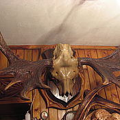 Для дома и интерьера handmade. Livemaster - original item Moose antlers with skull. Handmade.