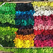 Для дома и интерьера handmade. Livemaster - original item Colored decorative moss (1 kg) from the manufacturer. Handmade.